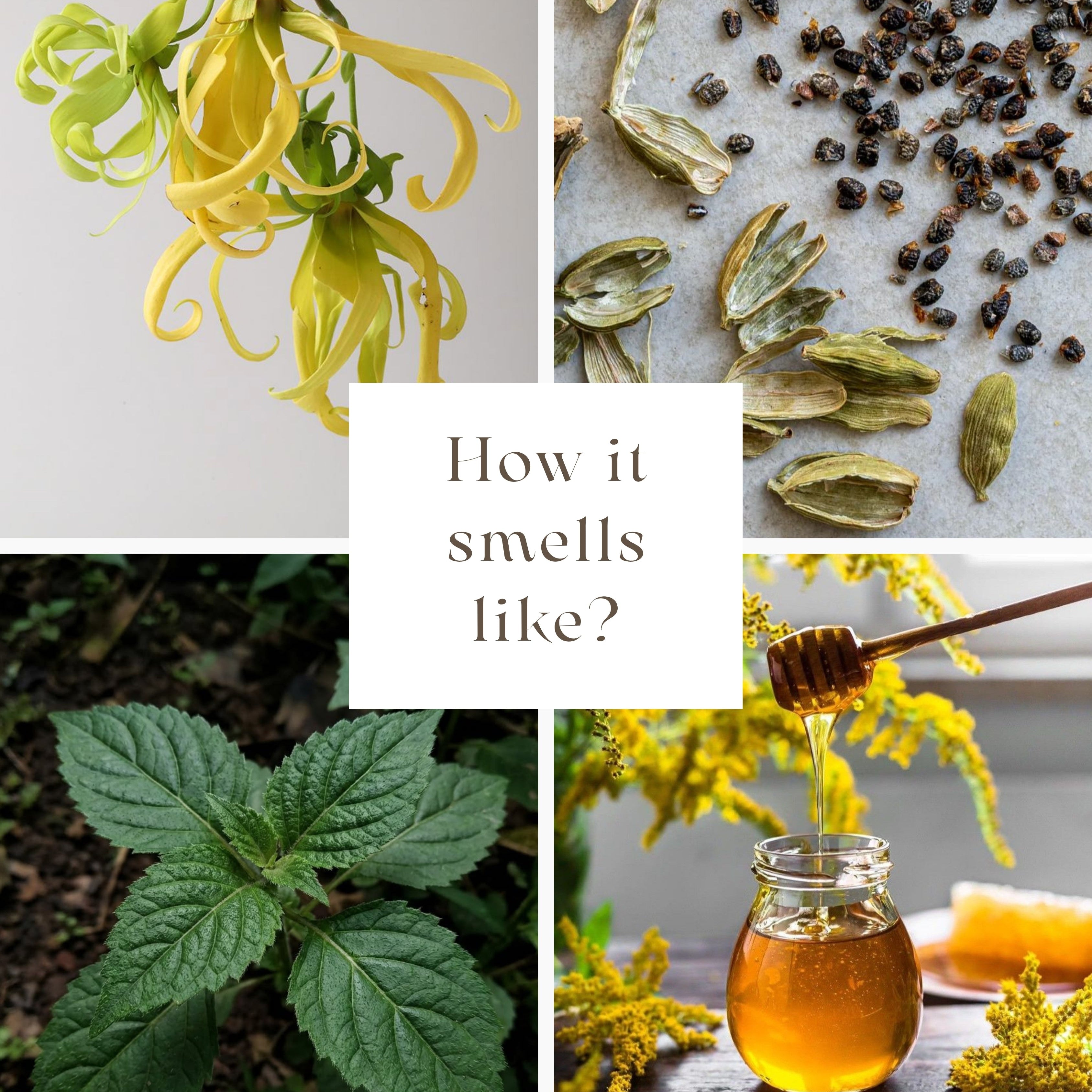A four-panel collage with the central text 'How it smells like?'. The top-left panel shows a pale yellow flower; the top-right shows dried seeds or pods on a light surface; the bottom-left shows green leaves; the bottom-right shows honey dripping from a wooden dipper into a small glass jar, with yellow flowers around it.